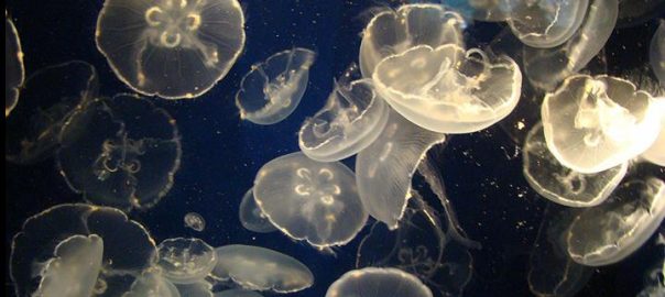 Jelly fish cluster, Aquarium of the Pacific